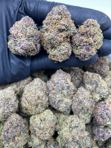 Buy Black Cherry Gelato strain Online