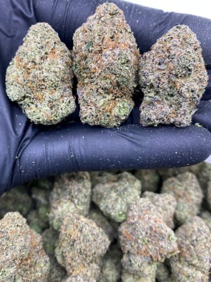 Candy Gobstoppers strain