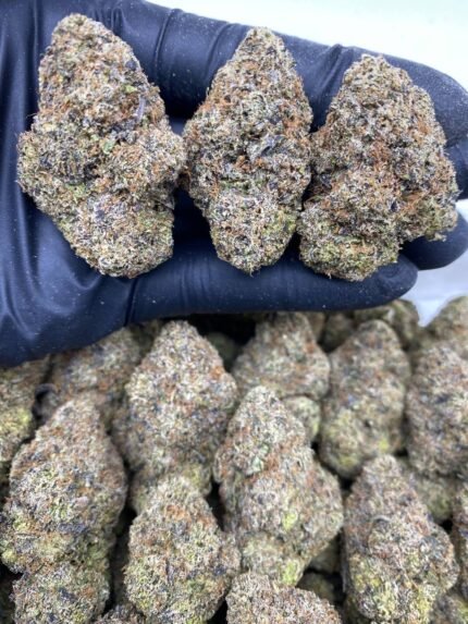 Candy Gumbolatto strain