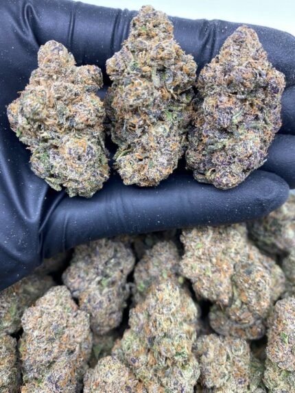 Buy Octane Cherry Runtz Strain