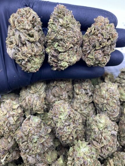 Northern Lights strain